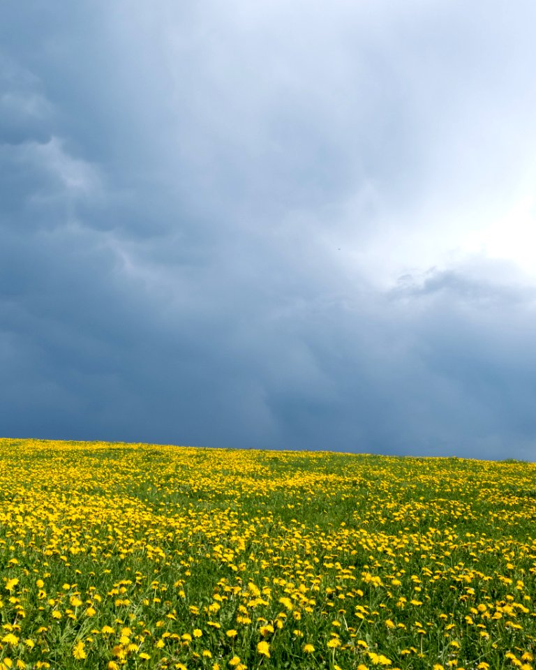 Dandelion (212343885)