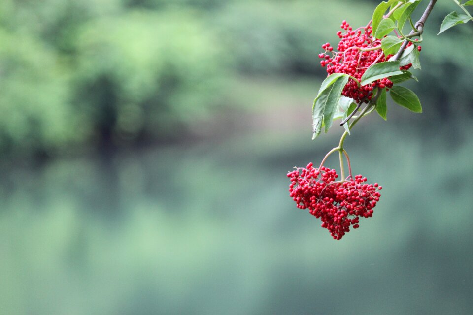 Natural marsh plant