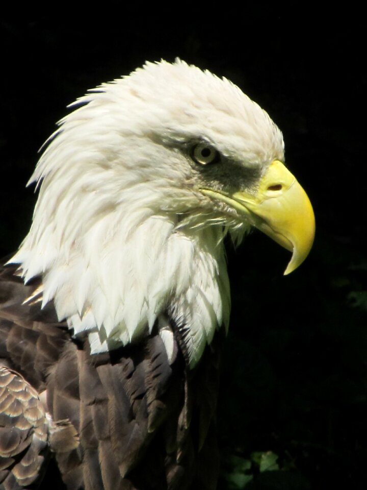 Wildlife portrait head