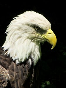 Wildlife portrait head photo