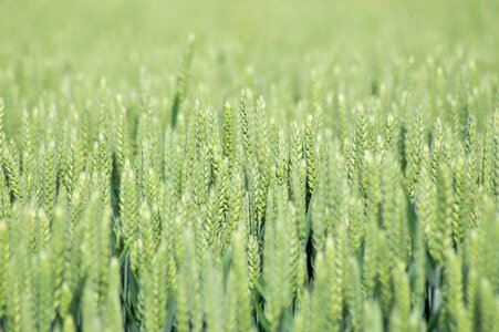 Epi cereals harvest