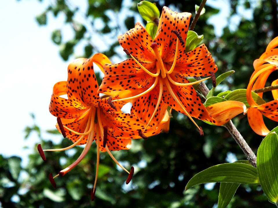 Orange flower beautiful