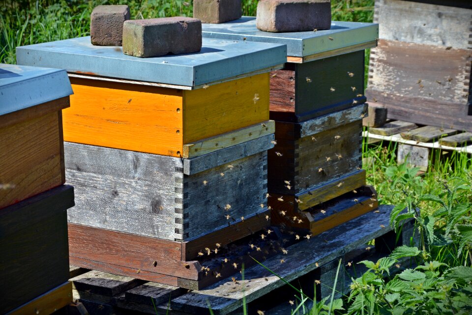 On approach honey hard working