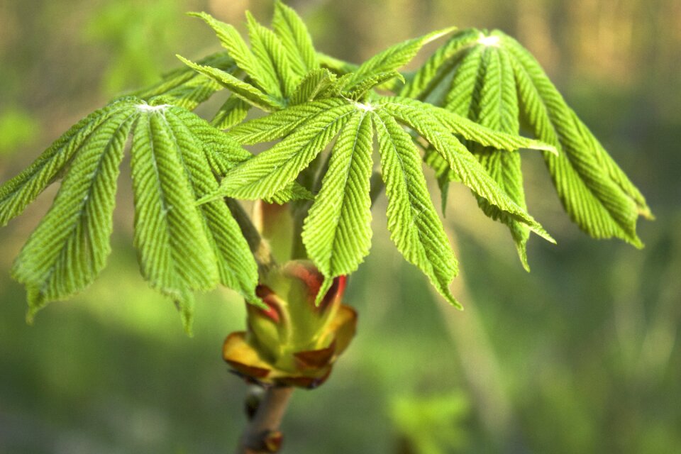 Green branch plant