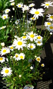 Daisies plants growing in NJ in April photo
