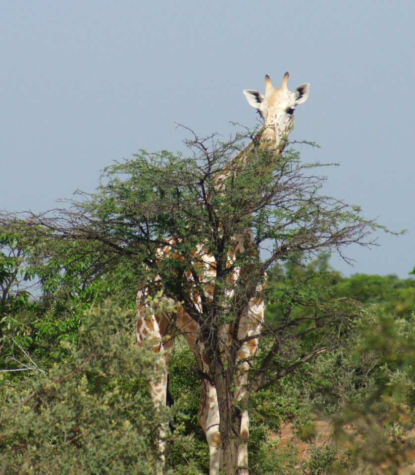 Kouré africa niger