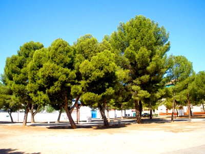 Daimiel - Parque del Carmen y Ferial 07
