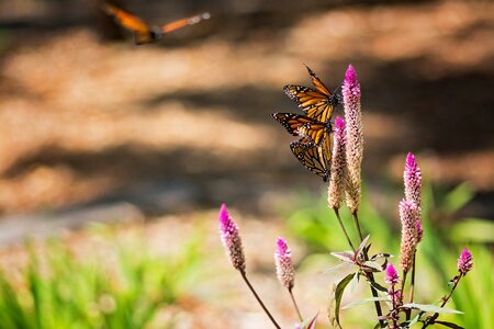 Flower insect brown butterfly photo