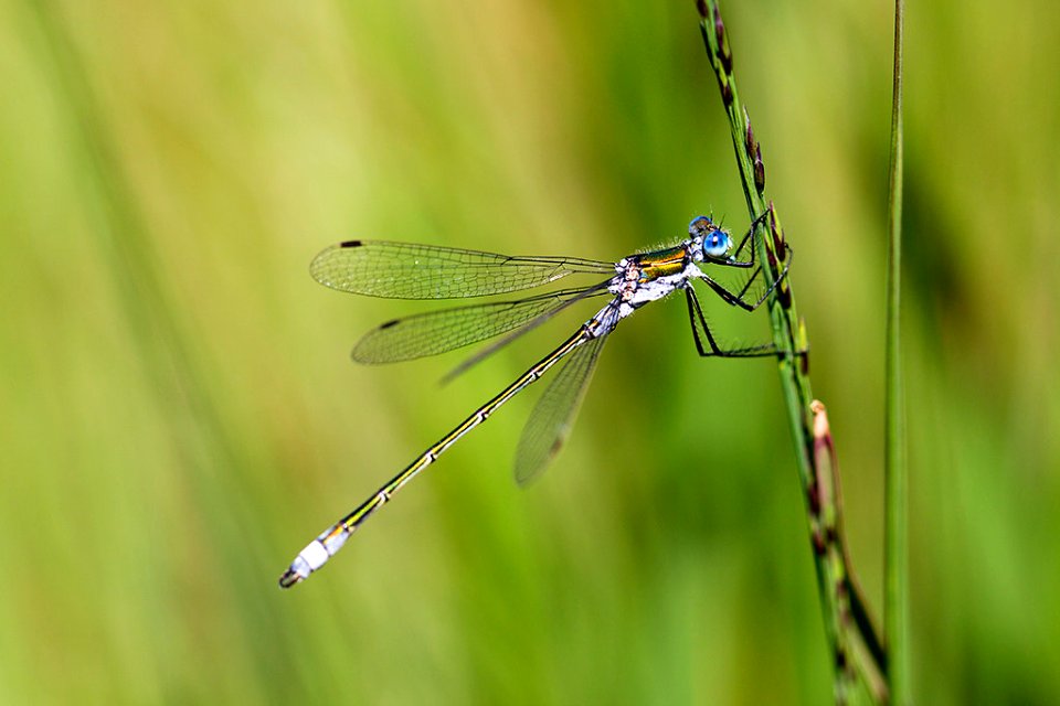 Damselfly (49304622)