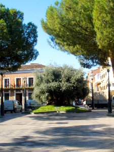 Daimiel - Plaza de España y Olivo Milenario