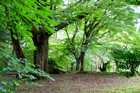 Daichojuin grounds - Chusonji, Hiraizumi, Iwate - DSC05017