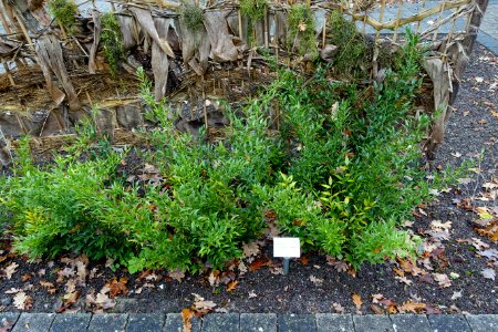 Danae racemosa - Botanischer Garten - Heidelberg, Germany - DSC00881