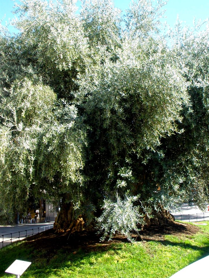 Daimiel - Plaza de España, Olivo milenario 1