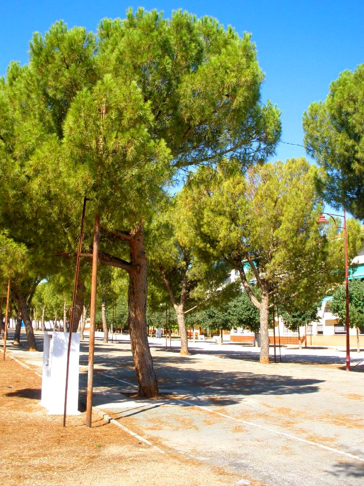 Daimiel - Parque del Carmen y Ferial 09
