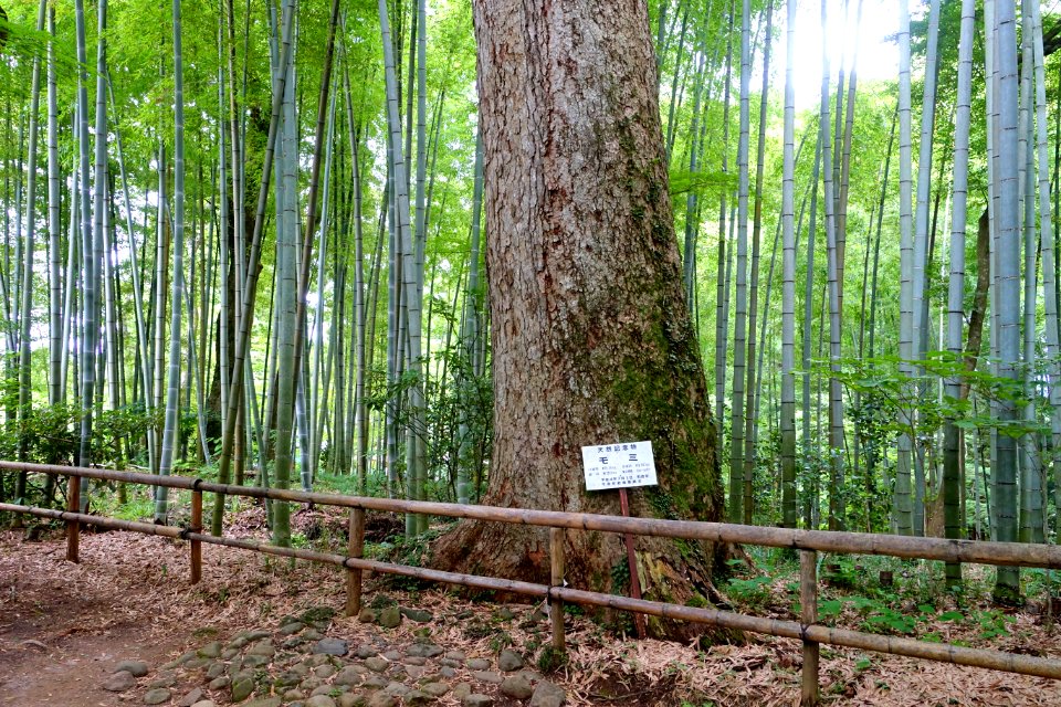 Daichojuin grounds - Chusonji, Hiraizumi, Iwate - DSC05011