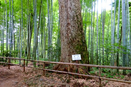Daichojuin grounds - Chusonji, Hiraizumi, Iwate - DSC05011