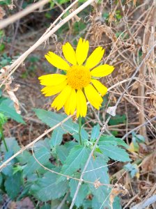 Daisy flower 2