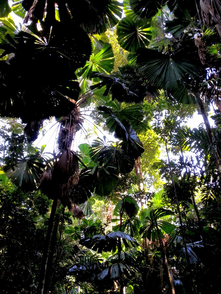Daintree National Park, Queensland 14