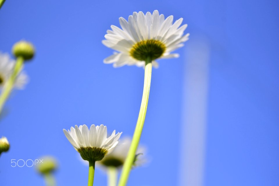 Daisies On Weekend (154785589)