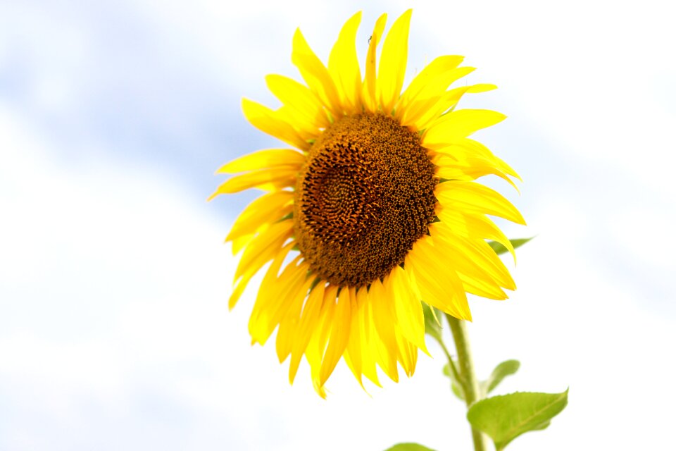 Sunny sky light