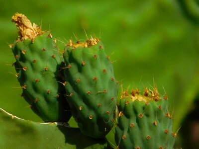 Gran canaria canary cactus flowers