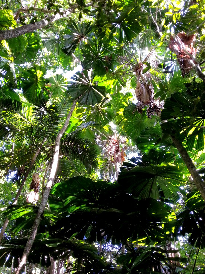 Daintree National Park, Queensland 12