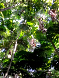 Daintree National Park, Queensland 12