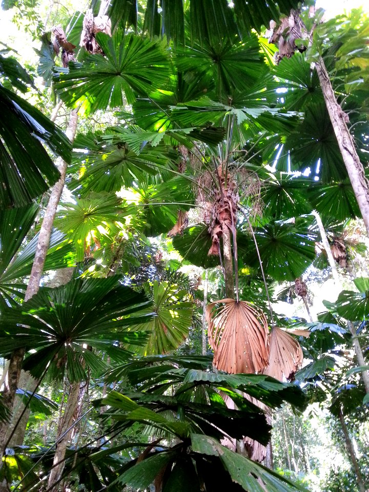 Daintree National Park, Queensland 11