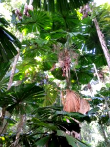 Daintree National Park, Queensland 11