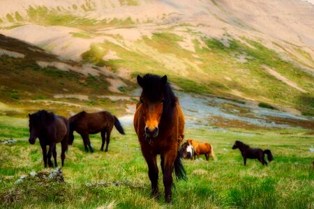 Ponies herd landscape photo