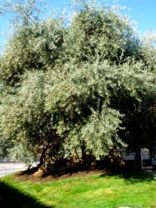 Daimiel - Plaza de España, Olivo milenario 5