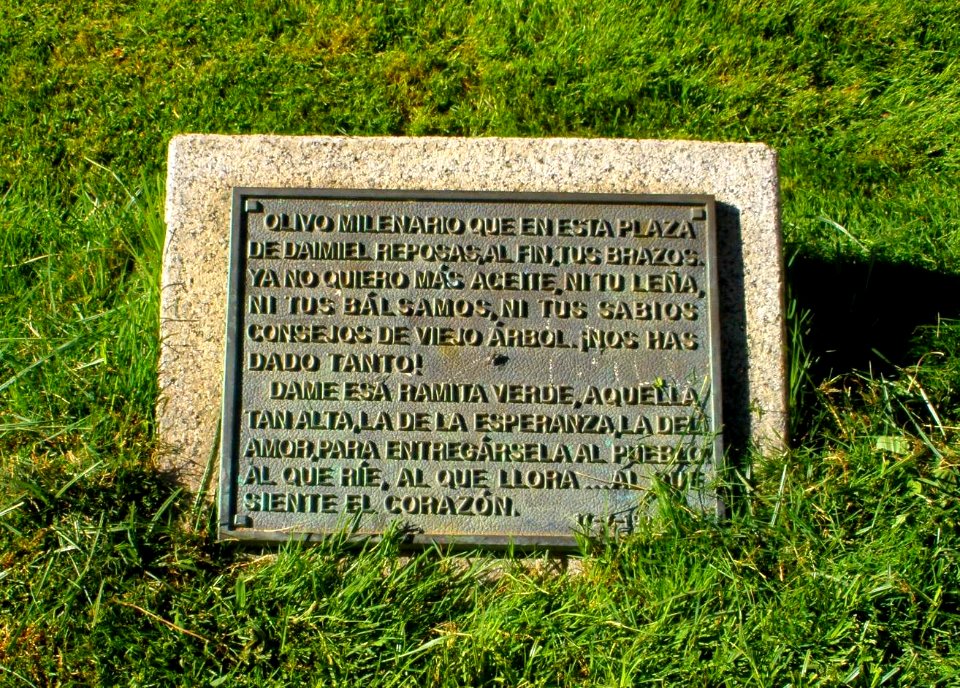 Daimiel - Plaza de España, Olivo milenario 6