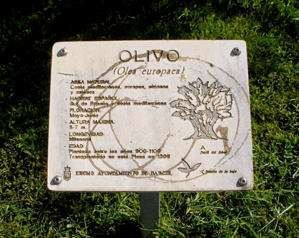 Daimiel - Plaza de España, Olivo milenario 2