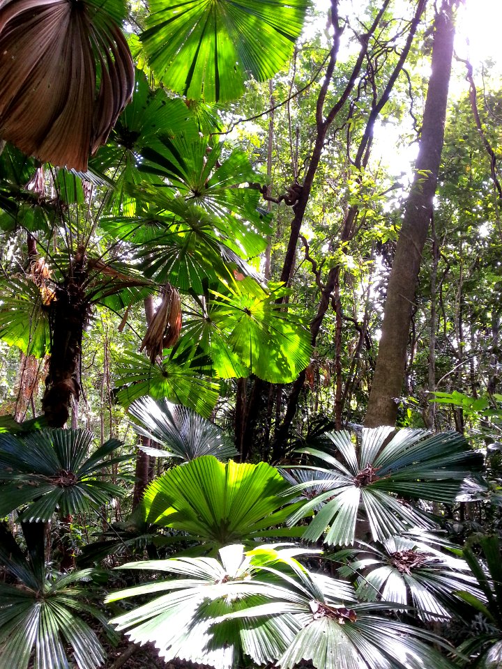 Daintree National Park, Queensland 08