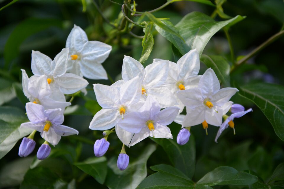 Nature summer flowers flowers
