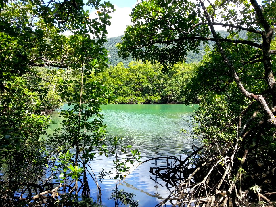 Daintree National Park, Queensland 07