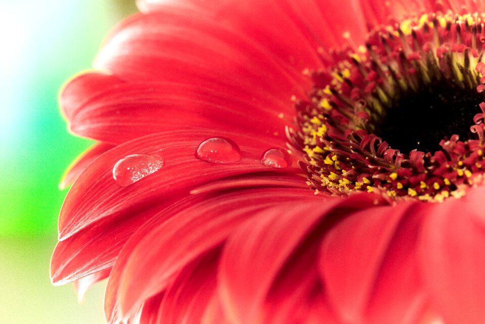Blossom bloom macro