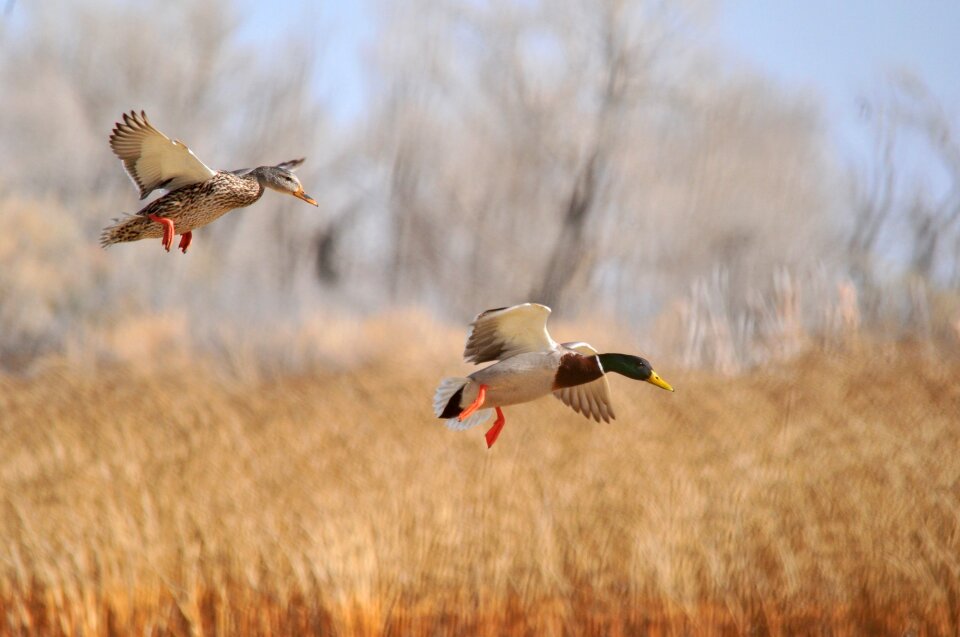 Pair waterfowl aquatic