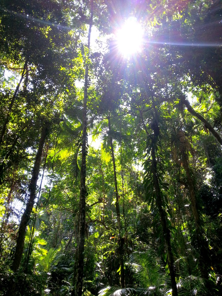 Daintree National Park, Queensland 04