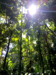 Daintree National Park, Queensland 04