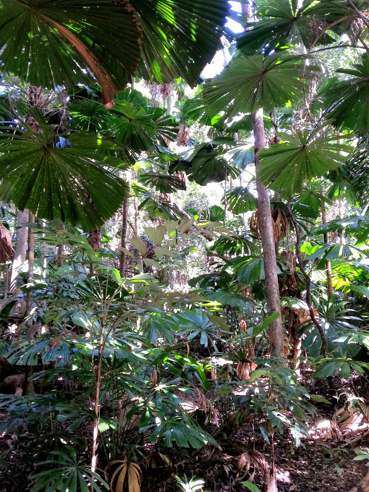 Daintree National Park, Queensland 10