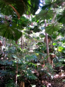 Daintree National Park, Queensland 10