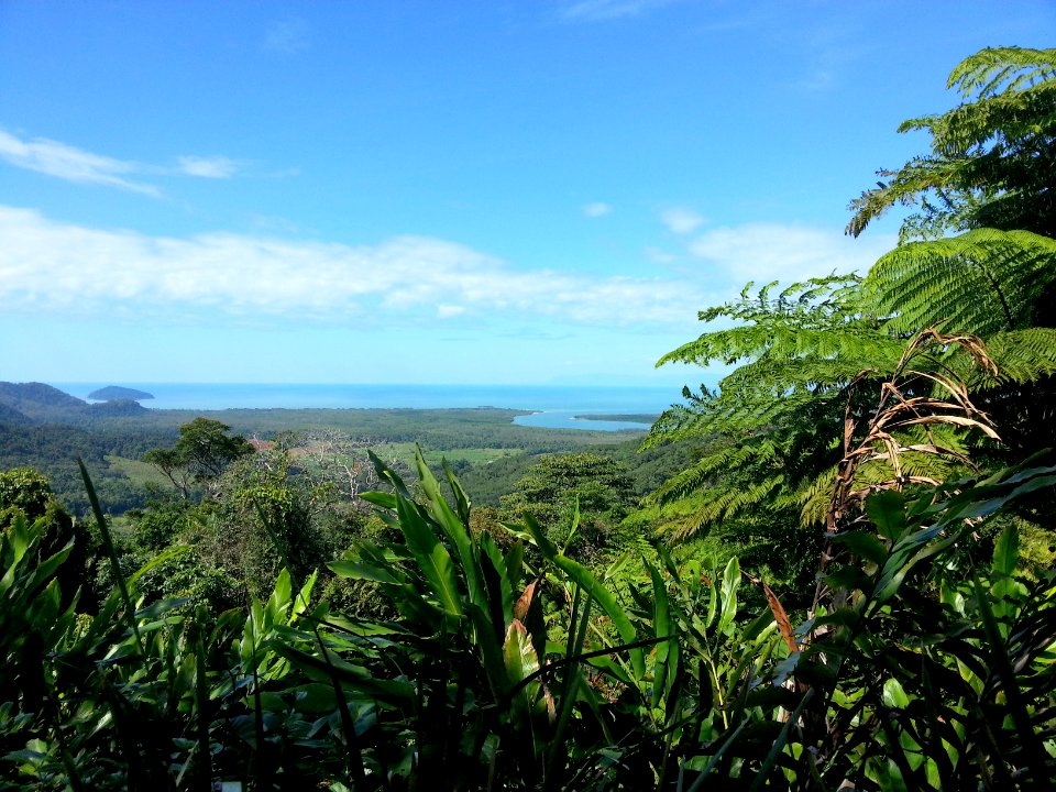 Daintree National Park, Queensland 03