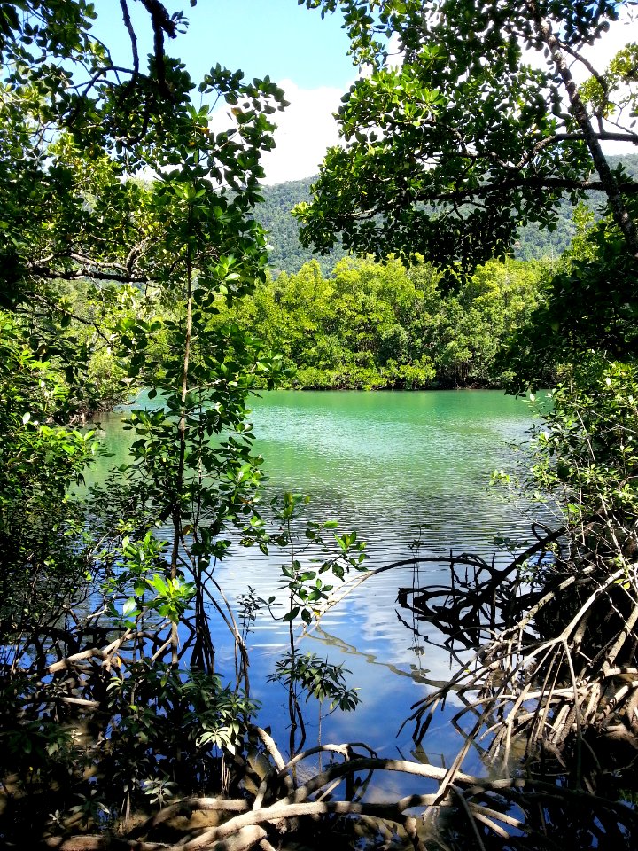 Daintree National Park, Queensland 06