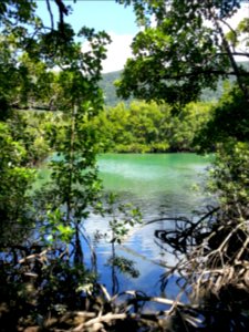 Daintree National Park, Queensland 06
