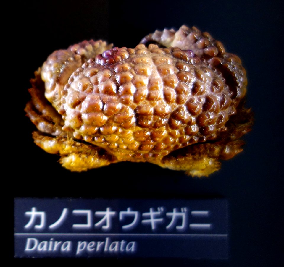 Daira perlata - National Museum of Nature and Science, Tokyo - DSC06761-001