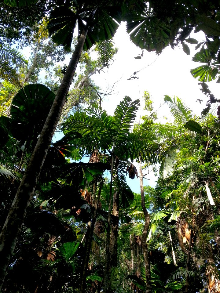 Daintree National Park, Queensland 09