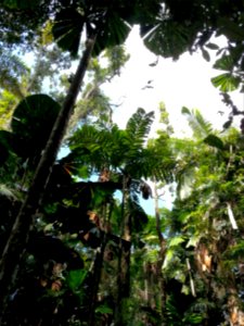 Daintree National Park, Queensland 09