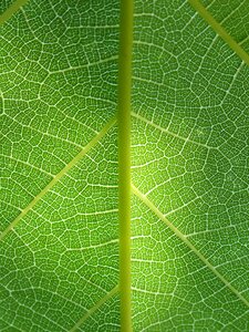 Abstract background texture plant architecture photo