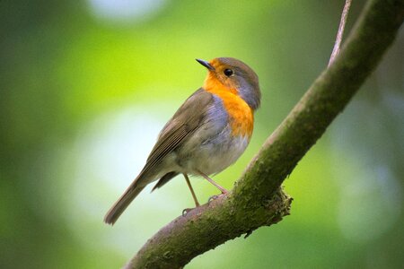 Feather plumage branch photo